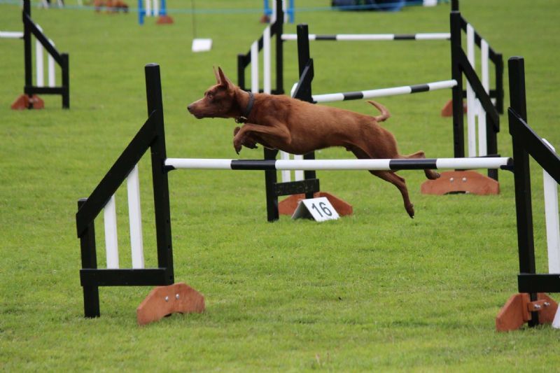 Animal Magic, Chesterfield Dog Walker FreeIndex