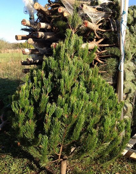 British Christmas Tree Company, Clitheroe  Christmas Tree 
