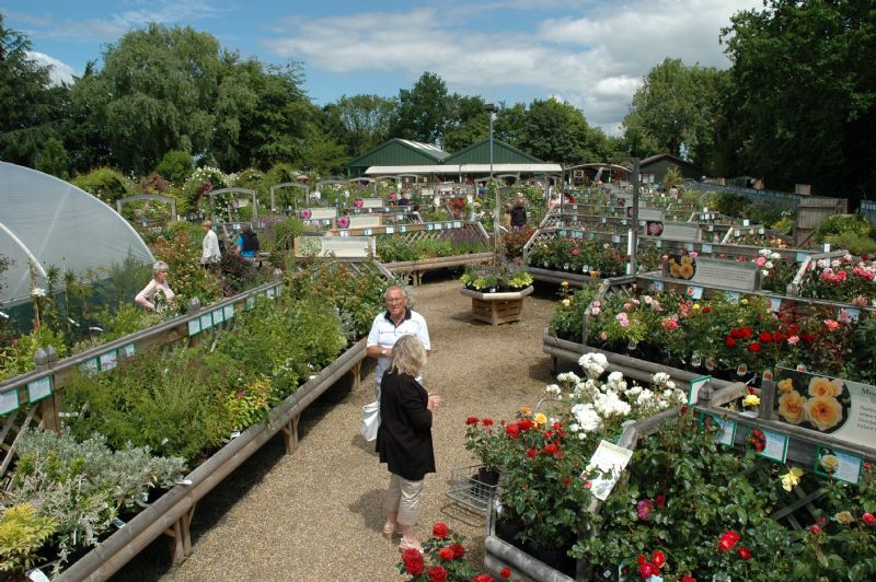 Peter Beales Garden Centre and Tea Room Garden Centre in Attleborough