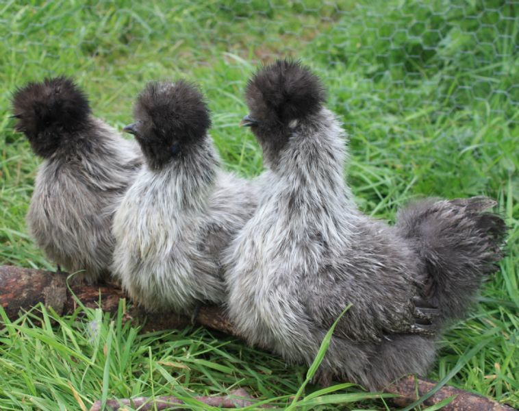 how polish gold reviews Bristol Pipinchick 3 Pet Shop Silkies, FreeIndex how polish gold reviews Bristol Pipinchick 3 Pet Shop Silkies, FreeIndex