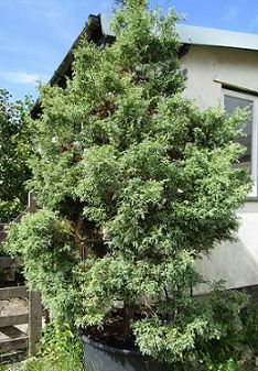 acorn tree company