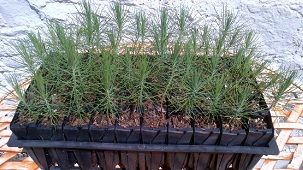 Acorn Trees and Shrubs - Tree Nursery in Rackenford, Tiverton (UK)