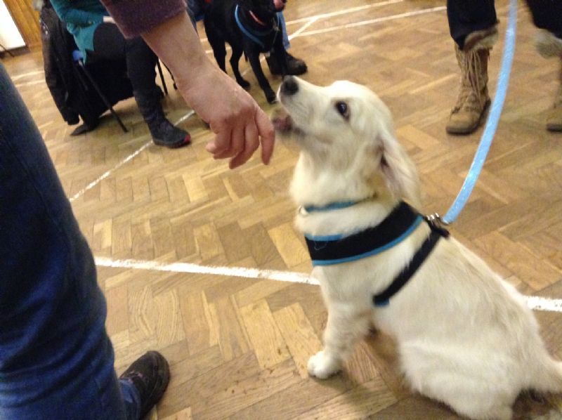 The Sociable Dogs Training Co Dog Trainer in Horsforth