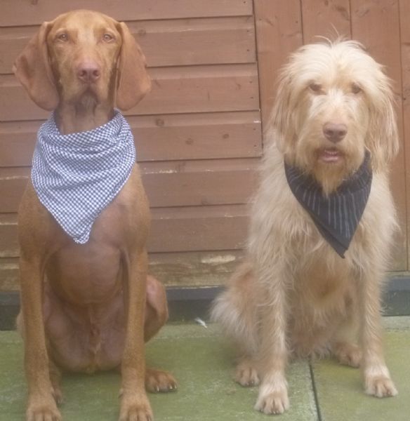 Image Result For Dog Training Classes Wigan Image Result For Dog Training Classes Wigan