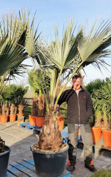The Palm Tree Company - Garden Centre in Whalley, Clitheroe (UK)