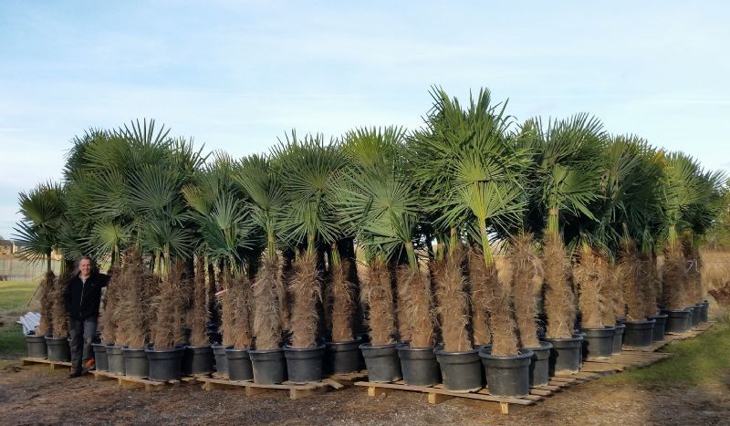 The Palm Tree Company - Garden Centre in Whalley, Clitheroe (UK)