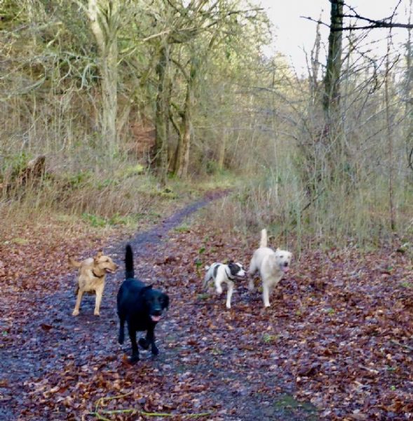 Go Walk East Kilbride Dog Walker in East Kilbride, Glasgow (UK)