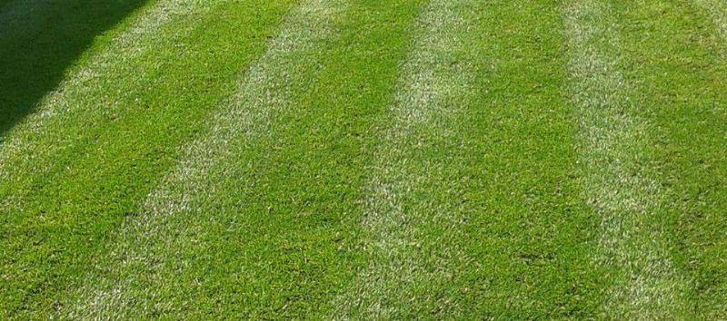 Evergreen Lawn Care, Wrexham 1 review Lawn Care