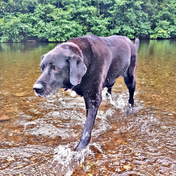 Dog Walking Services Abergavenny Dog Walking Services Abergavenny