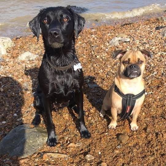 Bromley Pet Sitters, Beckenham Pet Service Provider