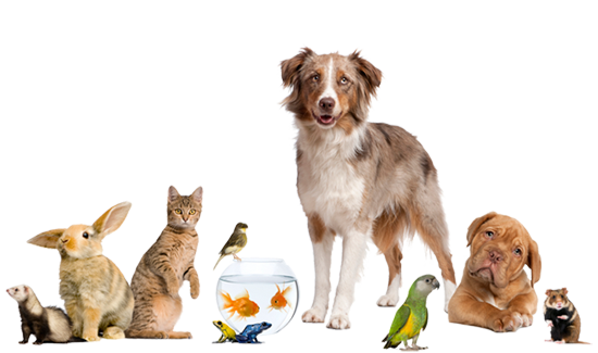 Have Questions About Your Dog? Get Answers Here 3