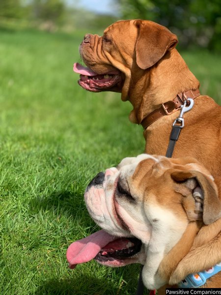 Pawsitive companions deals