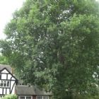 NT Trees