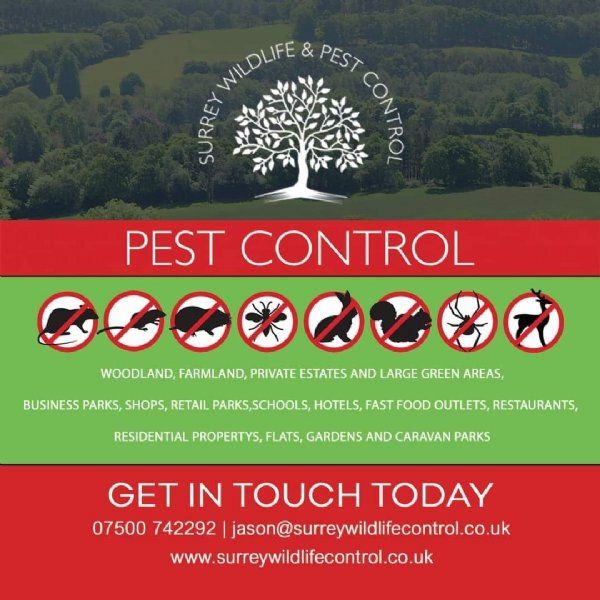 Surrey Wildlife and Pest Control, Woking Pest Control Company FreeIndex