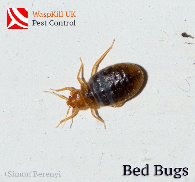 WaspKill UK Pest Control, Bristol | 1 review | Pest